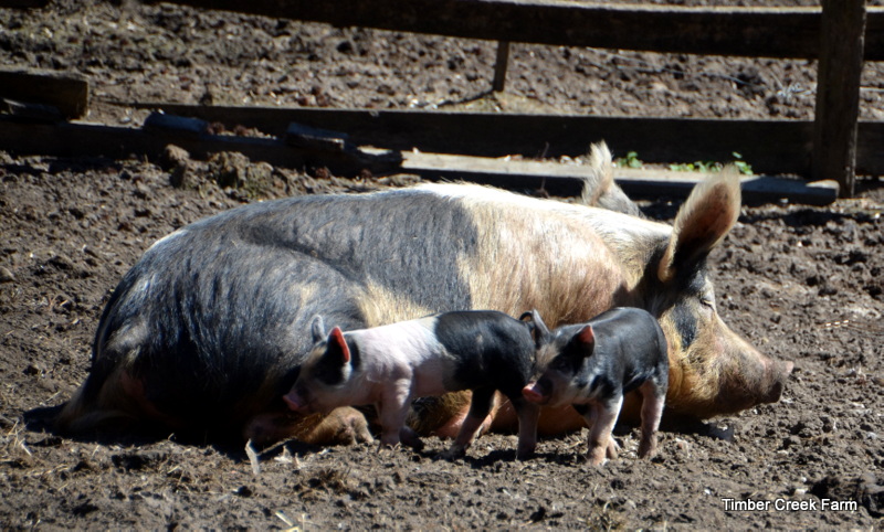 pig-diseases